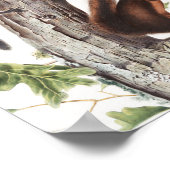 フレモントリスと安っぽいリスイラストレーション ポスター (角)