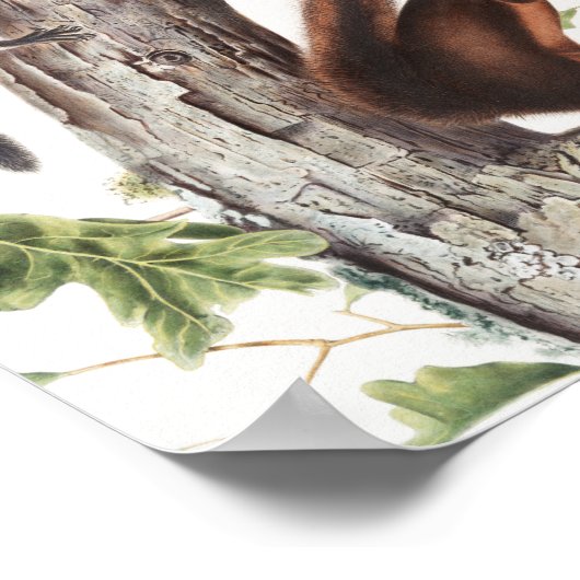 フレモントリスと安っぽいリスイラストレーション ポスター (角)