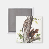 フレモントリスと安っぽいリスイラストレーション マグネット (正面/裏面)