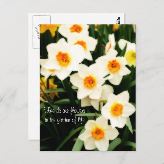 フレンズアスフラワーズ引用文水仙絵はがき ポストカード (正面/裏面)