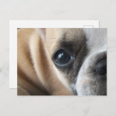 フレンチトンパピー顔クローズアップ ポストカード (正面/裏面)