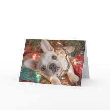フレンチブルドッグのクリスマスカード – ライトに絡まる子犬