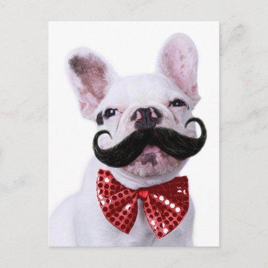 フレンチブルドッグ子犬と口ひげ ポストカード (正面)