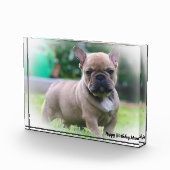 フレンチブルドッグ フォトブロック (右)