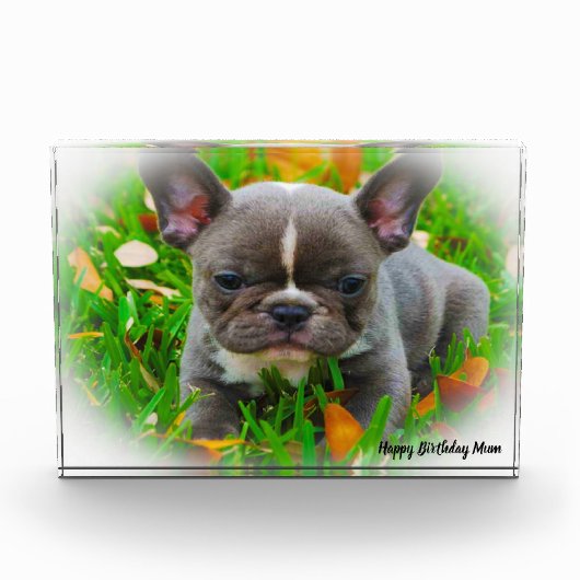 フレンチブルドッグ フォトブロック (正面)