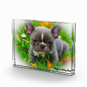 フレンチブルドッグ フォトブロック (右)