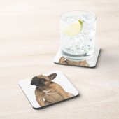 フレンチ・ブルドッグの子犬(7か月古い) コースター (右側)