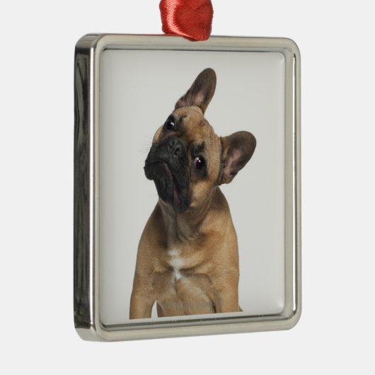 フレンチ・ブルドッグの子犬(7か月古い) メタルオーナメント (右)