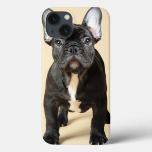 フレンチ・ブルドッグの子犬 iPhone 13ケース