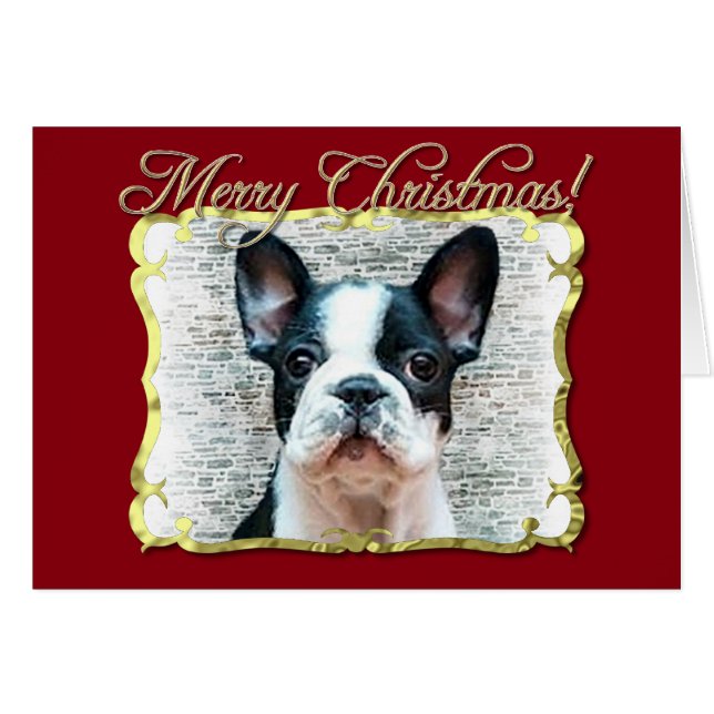 フレンチ・ブルドッグ犬 (正面横)