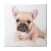 フレンチ・ブルドッグ タイル (正面)