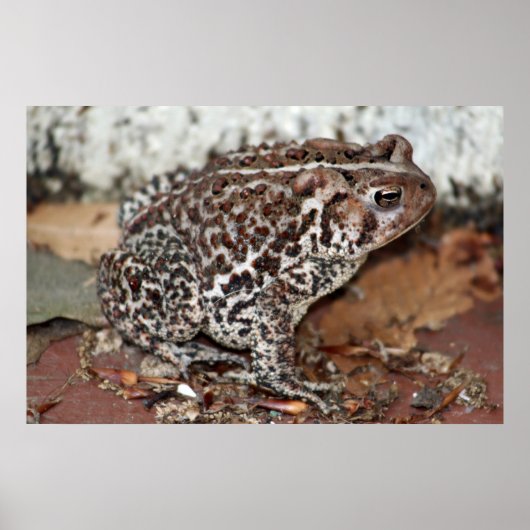 フレンドまたはカエル ポスター (正面)