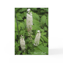 フレンドシップの香り高いガーデンフラワー引用文