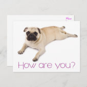 フレンドシップハローパグワンピー犬挨拶はがき ポストカード (正面/裏面)