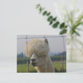 フレンドリーなアルパカの郵便はがき ポストカード (スタンド正面)