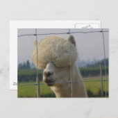フレンドリーなアルパカの郵便はがき ポストカード (正面/裏面)
