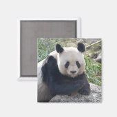 フレンドリーなジャイアントパンダ マグネット (正面/裏面)