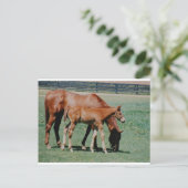 フレンドリーな馬 ポストカード (スタンド正面)