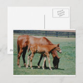 フレンドリーな馬 ポストカード (正面/裏面)