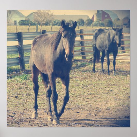 フレンドリー馬、シャイ馬 ポスター (正面)