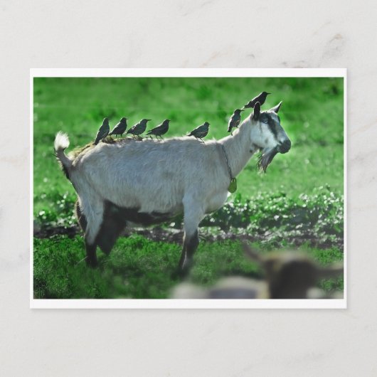 フレンド ポストカード (正面)