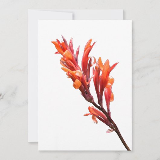 フレーミングカンナ 案内状 (正面)