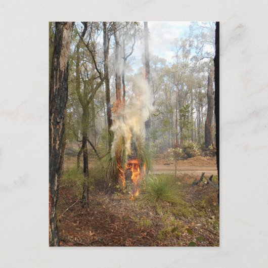 フレーミンググラスツリーホリデーカード シーズンポストカード (正面)