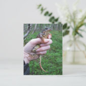 フロギリス！ポストカード ポストカード (スタンド正面)