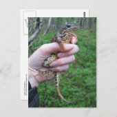 フロギリス！ポストカード ポストカード (正面/裏面)