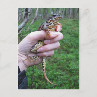 フロギリス！ポストカード ポストカード