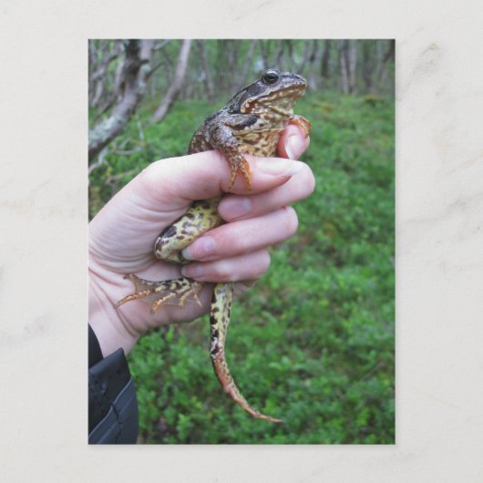 フロギリス！ポストカード ポストカード (正面)