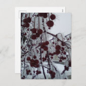 フロステッドベリーズルースアベ シーズンポストカード (正面/裏面)