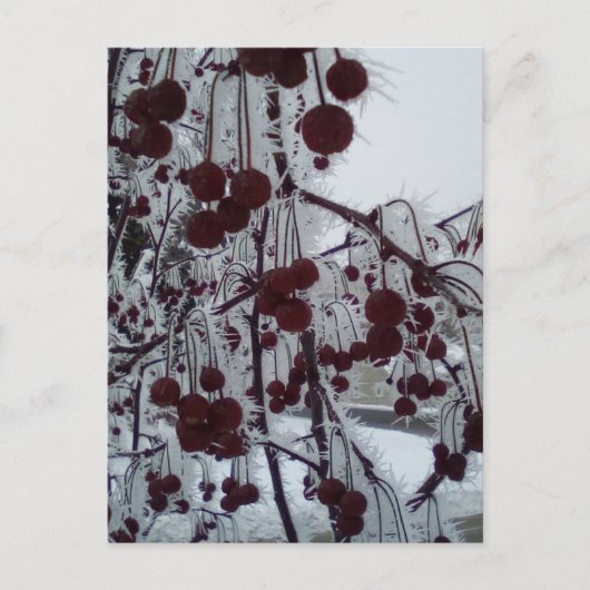 フロステッドベリーズルースアベ シーズンポストカード (正面)