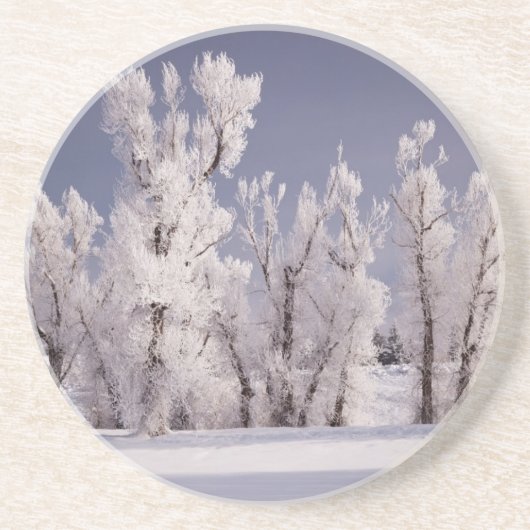 フロストは木および塀、コロラド州を覆いました コースター (正面)