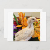 フロスト・ホワイト・レガバー ポストカード (正面/裏面)