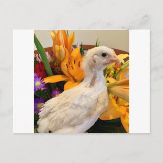 フロスト・ホワイト・レガバー ポストカード