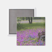 フロックスの花畑の木製カート、青いボネットと マグネット (正面/裏面)