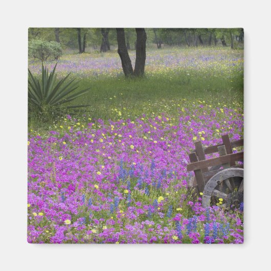 フロックスの花畑の木製カート、青いボネットと マグネット (正面)