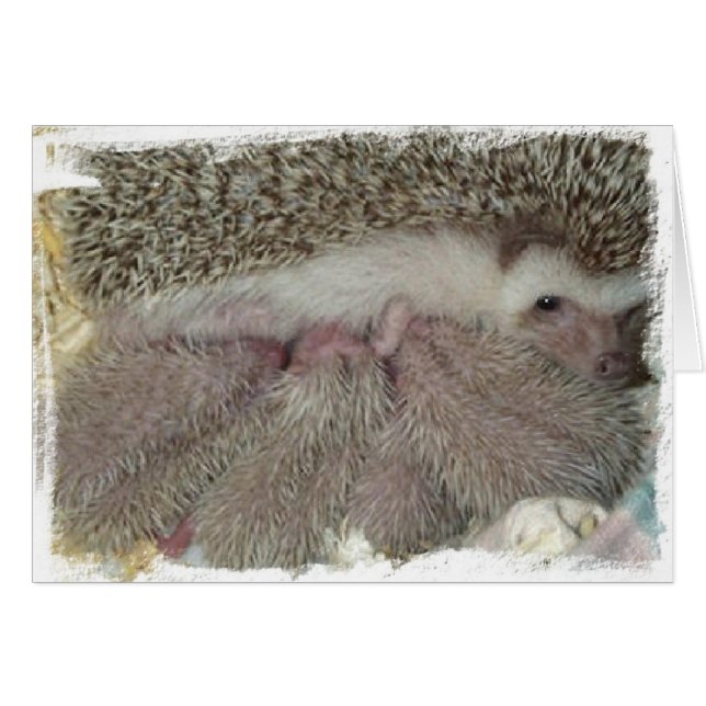 フロックス属およびベビー (正面横)