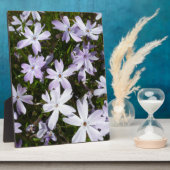 フロックス属の花 フォトプラーク (側面)