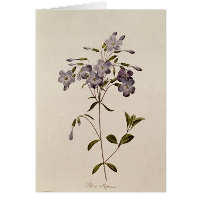 フロックス属のreptans (正面)