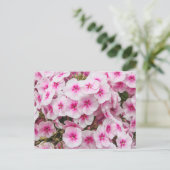 フロックス。ウェールズのカーディフ州Friary Gardens。 ポストカード (スタンド正面)