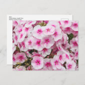 フロックス。ウェールズのカーディフ州Friary Gardens。 ポストカード (正面/裏面)