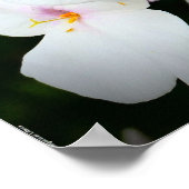 フロックス、 ポスター (角)