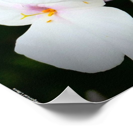 フロックス、 ポスター (角)