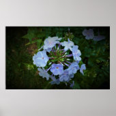 フロックス、 ポスター (正面)