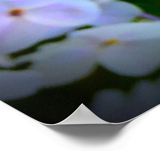 フロックス、 ポスター (角)