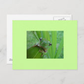 フロッグはがき ポストカード (正面/裏面)