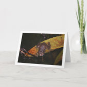 フロッグインポンドポートレート カード (正面)