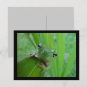 フロッグカードを見る ポストカード (正面/裏面)